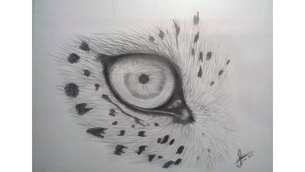 Left Eye of a Cheetah