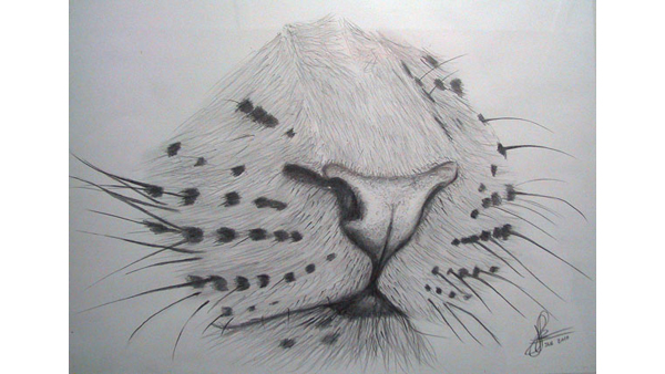 Nose of a Cheetah