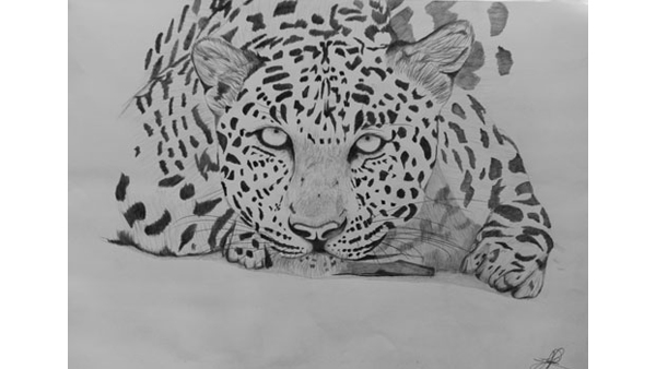 Leopard