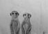Meerkats - Pencil - A3