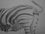 Zebra suckling - Pencil - A2