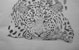 Leopard Resting - Pencil - A2